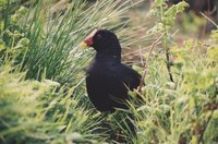 Tristan Moorhen - Gallinula nesiotis