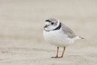 Piping Plover (Charadrius melodus) photo