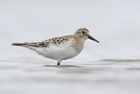 Baird's Sandpiper (Calidris bairdii) photo