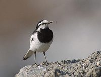 Black-backed Wagtail (Motacilla lugens) photo