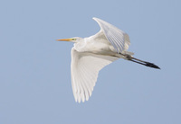 Great Egret (Ardea alba) photo