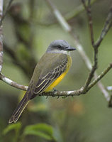 Tropical Kingbird (Tyrannus melancholicus) photo