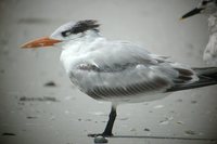 Royal Tern - Sterna maxima