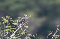 Band-tailed Pigeon - Patagioenas fasciata