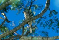 Scaled Dove - Columbina squammata