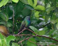 Green-breasted Mango - Anthracothorax prevostii