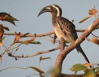 African Gray Hornbill - Tockus nasutus