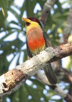 Lemon-throated Barbet - Eubucco richardsoni