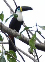 Channel-billed Toucan - Ramphastos vitellinus