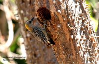 Hoffmann's Woodpecker - Melanerpes hoffmannii