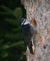 Black-backed Woodpecker - Picoides arcticus