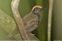 Rufous-capped Antthrush - Formicarius colma