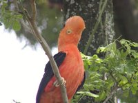 Andean Cock-of-the-Rock - Rupicola peruviana