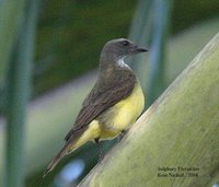 Sulphury Flycatcher - Tyrannopsis sulphurea