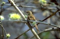 Tawny-flanked Prinia - Prinia subflava
