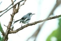 Masked Gnatcatcher - Polioptila dumicola