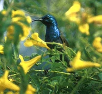 Green-headed Sunbird - Cyanomitra verticalis