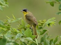 Olive-crowned Yellowthroat - Geothlypis semiflava