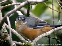 Red-rumped Warbling-Finch - Poospiza lateralis