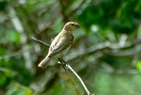 Plumbeous Seedeater - Sporophila plumbea