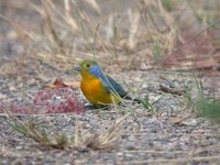 Orange-breasted Bunting - Passerina leclancherii