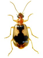 한라십자무늬먼지벌레 - Lebia retrofasciata