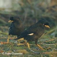 Acridotheres cinereus White-vented Myna