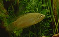 Roundtail paradisefish (Macropodus ocellatus)