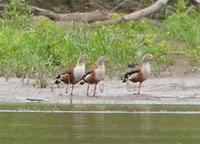 Orinoco Geese