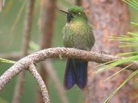 Santa Marta Metaltail (Metallura districta) is sometimes considered a separate species