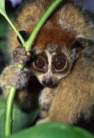 Pigmy Loris