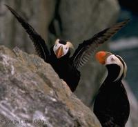 Tufted               puffins, Fratercula cirrhata