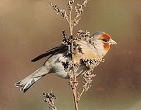 Juvenile goldfinch (Carduelis carduelis)