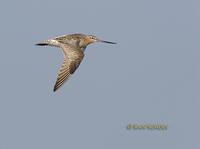 Bar-tailed godwit C20D 02997.jpg