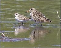 Pectoral Sandpiper & Long-toed Stint