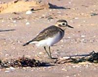 Double-banded Plover