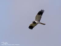 Pied Harrier(male)