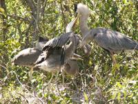 Great Blue Herons