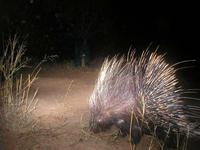 Porcupines seem to love having their picture taken...this is one of many!