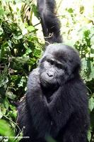 Eastern gorilla (Gorilla gorilla sp) in Bwindi