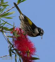 ...White-cheeked Honeyeater, Phylidonyris  nigra, Coolum Beach, Queensland, 13 October 2005. Photo 