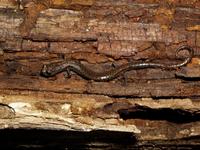 : Batrachoseps simatus; Kern Canyon Slender Salamander