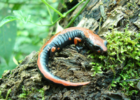 : Bolitoglossa lincolni
