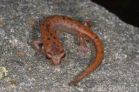 : Bolitoglossa rostrata