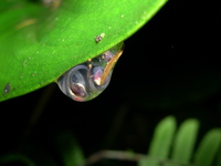 : Cochranella spinosa
