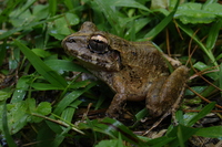 : Craugastor charadra