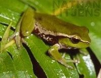 : Litoria phyllochroa; Leaf Green Tree Frog