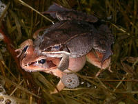 : Rana sylvatica; Wood Frog