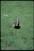 : Eupodotis melanogaster; Black Bellied Bustard