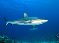 : Carcharhinus amblyrhynchos; Grey Reef Shark